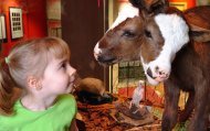 A two-headed calf at Ripley's (Photo: Courtesy of Ripley's)