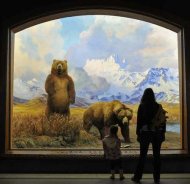 Alaska Brown Bear diorama