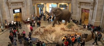 American Museum of Natural History Internship