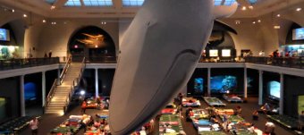 American Museum of Natural History sleepover