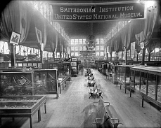 Smithsonian Exhibit at the 1888 Cincinnati, Ohio, Exposition, by Unknown, 1888, Smithsonian Archives - History Div, MAH-4462.