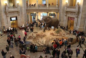 American Museum of Natural History Internship