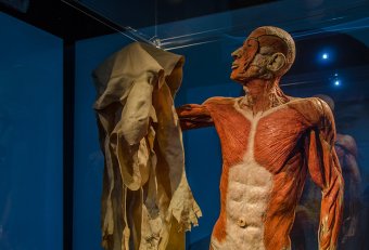 Human body Museum New York