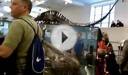 American museum of natural history: dinosaurs