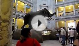 Smithsonian Museum of Natural History - Washington DC