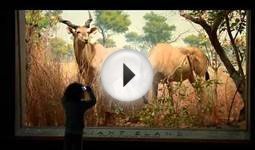 Treasures of New York: American Museum of Natural History